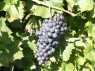 Perle Imperiale Noir, mit dicht stehenden Beeren 