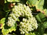 Putzschere Weiß, mit dicht stehenden Beeren