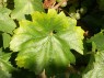 Blatt der Sorte Chardonnay 