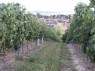 zwei Rebzeilen, mit Blick auf Guntersblum 