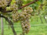 Stielgerüst mit Beeren der Sorte Auxerrois 