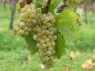 Müller-Thurgau