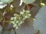 Geiztraube an der Sorte Gewürztraminer