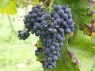 Achsel: Traube der Sorte Pinot Noir mit zwei Verzweigungen