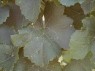 Blatt der Sorte Gewürztraminer