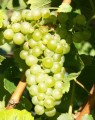 Chardonnay 