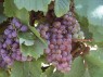 Gewürztraminer, Mi. Sept.