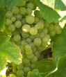 Pinot blanc 