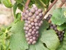 Pinot gris Cl. hellgrau