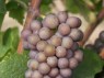 Pinot gris Cl. hellgrau 