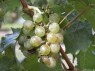 Stielgerüst mit Beeren der Sorte Kanzler 