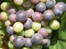 Beeren der Sorte Afus Ali