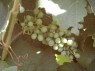 unreife Beeren der Sorte Gewürztraminer