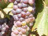 Beeren der Sorte Bessarabskij Tschorny.