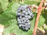 Traube der Sorte Blauburger 