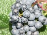 Beeren der Sorte Blauburger