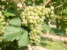 Chasselas Blanc