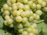 Beeren der Sorte Chasselas Blanc 