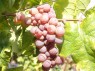 Traube der Sorte Elbling Rot