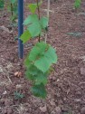 Gamay Noir