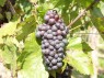 Gamay Noir, Mi. Sept.