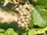 Traminer Rot 