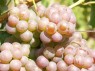 Grec Rosé
