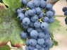 Beeren der Sorte Regent