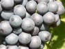 Beeren der Sorte Schiava Grossa