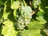 Grünsilvaner bzw. Grüner Silvaner