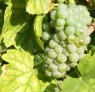 Grüner Silvaner 