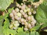 Traminer Rot