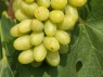 Beeren der Sorte Tsitsa Kaprei
