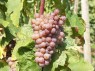 Veltliner Frührot