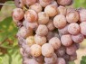 Veltliner Frührot