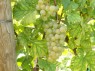 Fendant bzw. Chasselas Blanc