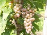 Zum Vgl.: Chasselas Rosé, Mi. September