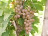 Chasselas Rosé, Mi. Sept.