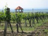 Weinberg in Fels am Wagram 