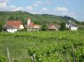 Weinberge in Zöbing 