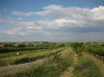 Burgenland: Weingärten in Mörbisch am See 