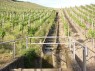 Wasserableitung im Weinberg 