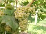 Chasselas Blanc 