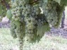 Müller-Thurgau