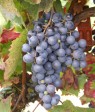Traube der Sorte Tavkveri Magaracha mit verkümmerten Beeren