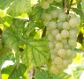 Chasselas Blanc = Weißer Gutedel 