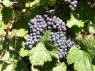 Pinot Noir/Blauer Spätburgunder, Mi. Sept.