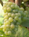 Riesling
