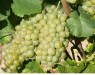 Pinot blanc