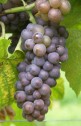 Pinot gris 